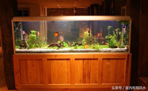 客廳養什麼魚